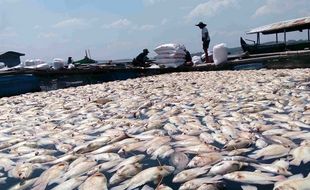 Upwelling Sebabkan Ribuan Ikan di Waduk Mati, Begini Penjelasan Pakar!