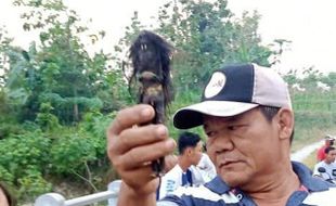 Misteri Jenglot, Makhluk Pemakan Darah untuk Pesugihan hingga Pelet