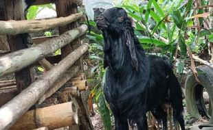 Unik! Kambing di Banyuwangi Berbau Pandan, Ini Kata Pemiliknya