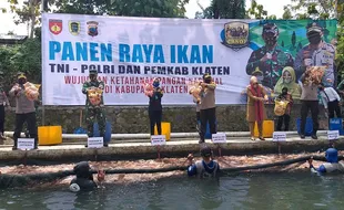 Sempat Tiarap karena Pandemi Covid-19, Produksi Ikan Nila di Nganjat Klaten Mulai Lancar