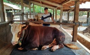 Gombloh Sapi Kurban Jokowi Jenis Simmental dari Bantul Harga-nya Rp87 Juta