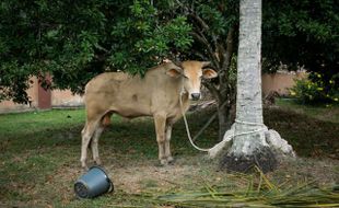 Mendekati Iduladha, Harga Sapi di Bantul Melonjak