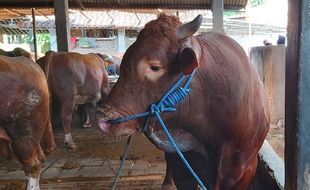 Ini Dia Si Merah, Sapi Kurban Presiden Jokowi Yang Dibeli Dari Warga Sukoharjo, Beratnya 1,03 Ton!