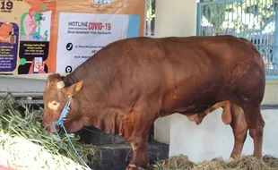 Sapi Kurban Presiden Jokowi Di Masjid Agung Solo Beratnya 1 Ton Lebih