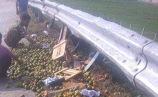 Wah! Ribuan Butir Jeruk Penuhi Jalan Tol Soker Sragen, Ternyata Ini Penyebabnya