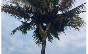 Unik Banget, Pohon Kelapa di Giriwoyo Wonogiri Punya Cabang!