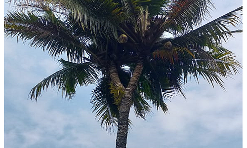 Terlalu Tinggi, Beberapa Lokasi di Boyolali Ini Jarang Ditumbuhi Pohon Kelapa