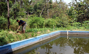 Dukung Pertanian Organik, Pemdes Sukorejo Sragen Akan Bangun Kadang Sapi dan Kolam Lele di Sawah