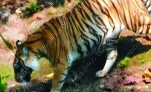 Wah, Peneliti Sebut Harimau Jawa Masih Ada di Hutan Jawa Tengah