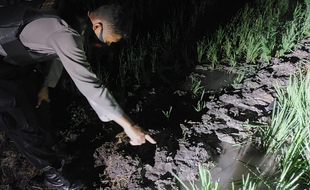 Lagi, Petani Sragen Tewas Tersengat Jebakan Tikus, Korban ke Sembilan!