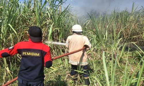 Sehari Semalam, Tiga Kebakaran Melanda Lahan Tebu di Tanah Kas Desa Kabupaten Karanganyar