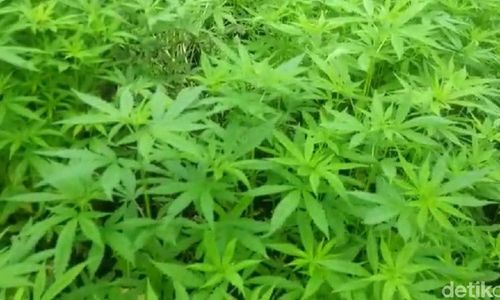 Kementan Cabut Keputusan soal Ganja Jadi Tanaman Obat