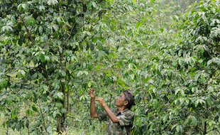 Sentra Kopi di Wonogiri Ternyata Ada di 8 Kecamatan, Ini Daftarnya