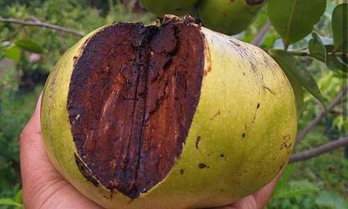 Rasanya Seperti Puding Cokelat, Black Sapote Kaya Manfaat