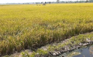 Petani Mengeluh Saluran Irigasi di Tiron Madiun Rusak Bertahun-Tahun