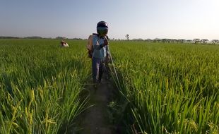 Kesulitan Biaya Operasional Bayang-Bayangi Petani Sukoharjo