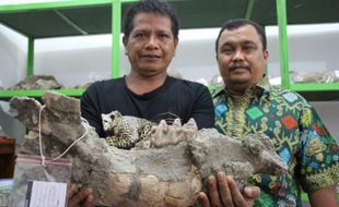 Tertua di Jawa, Nenek Moyang Manusia Sangiran Berasal dari Bumiayu?