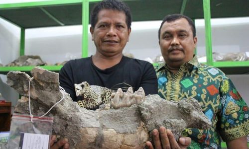 Tertua di Jawa, Nenek Moyang Manusia Sangiran Berasal dari Bumiayu?