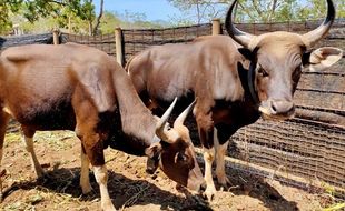 Taman Nasional Baluran Lepas Liarkan 2 Banteng Jawa