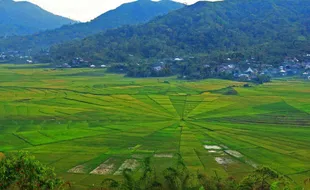 Unik, Sawah di Manggarai Ini Berbentuk Sarang Laba-Laba