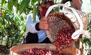 Kedai Sepi Pengunjung, Harga Kopi Arabika Anjlok