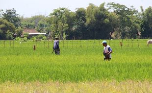 375 Hektare Sawah di Klaten Bakal Digilas Tol, Petani Belum Cari Sawah Baru