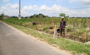 Petani di Klaten Tanam Aneka Bibit Demi Dapat Ganti Rugi Lebih Banyak dari Tol Solo-Jogja