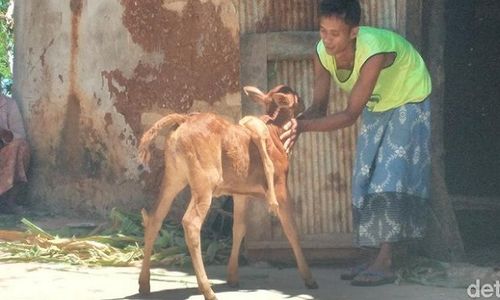 Unik! Ada Sapi Berkaki Lima di Sumenep