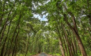 5 Kisah Misteri Alas Purwo, Hutan Tertua di Pulau Jawa