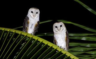 Burung Hantu Tyto Alba Andalan Petani untuk Membasmi Tikus