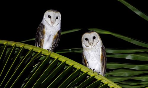 Duh, Populasi Burung Hantu di Sukoharjo Menurun Akibat Racun Tikus