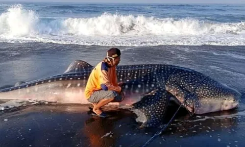 Bangkai Hiu Paus Tutul Terdampar di Pantai Congot Kulonprogo Akhirnya Dikubur