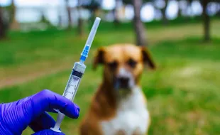 Tak Pernah Ada Laporan Warga Tergigit Anjing, Karanganyar Bebas Kasus Rabies