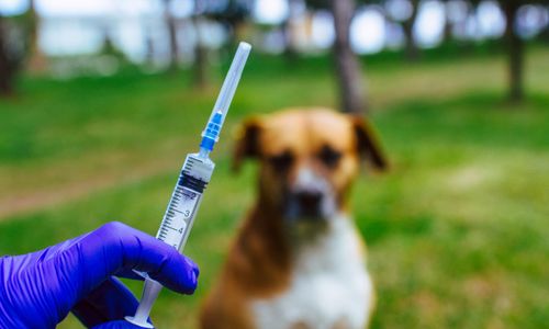 Surveilans Rabies, Dispertan Solo Himpun 100 Sampel Otak Anjing di Rumah Jagal