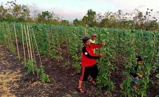 Anggaran Ketahanan Pangan Desa di Wonogiri Rp42,4 Miliar