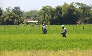 Derita Petani Klaten, Stok Pupuk Urea Bersubsidi di 5 Kecamatan Kosong