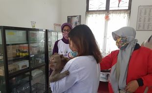 Banyak Kasus Gigitan Anjing Sukoharjo, 100 Vaksin Rabies Gratis Dari Pemkab Ludes