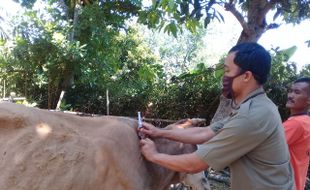 300 Sapi di Gondangrejo Karanganyar Divaksin Antraks, Wilayah Lain Kapan?