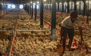 Peluang Bisnis: Ternak Ayam Bisa Dibantu Teknologi