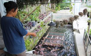 Bening! Alur Sungai di Pluneng Klaten Bisa untuk Budi Daya Ikan