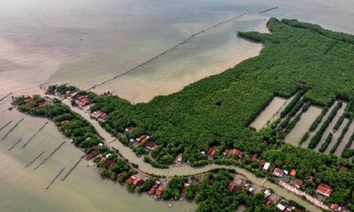 46 Hektare Hutan Mangrove di Jateng Hilang Dilahap Proyek Tol Semarang-Demak