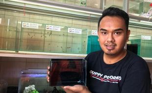 Sukses Berbisnis Ikan Guppy, Pemuda Ponorogo Raup Omzet Hingga Rp15 Juta Sebulan