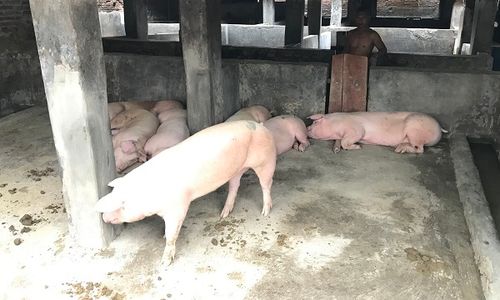 Waspada African Swine Fever, Pemkab Karanganyar Ingatkan Warga Tidak Tergiur Babi Murah