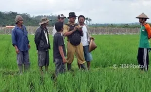 Asyik, Insentif 111 Penyuluh Pertanian di Karanganyar Diwacanakan Naik 4 Kali Lipat