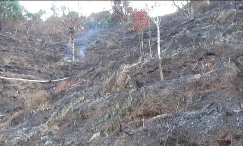 Diprotes Warga, Pembukaan Lahan di Perkebunan Kopi Madiun Dihentikan