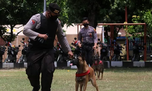 Kenalkan 2 Anjing Pelacak Baru Polresta Solo, Jago Nyari Bahan Peledak