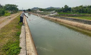 Saluran Irigasi Colo Barat dan Timur akan Dikeringkan, Cari Ikan Jangan Sampai Tenggelam