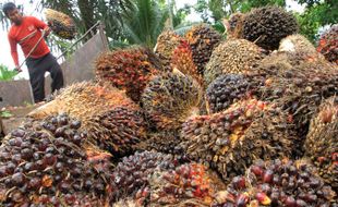 Harga TBS Sawit Sudah di Atas Rp2.000 per Kg, Petani Girang