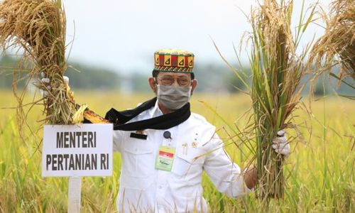 Ini Strategi Kementan, Agar Stok Pangan Aman Jelang Ramadan