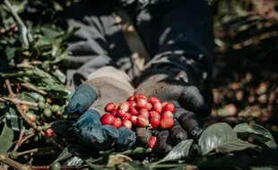 Komitmen Tingkatkan Produksi Kopi, Kementan Terus Kembangkan Inovasi